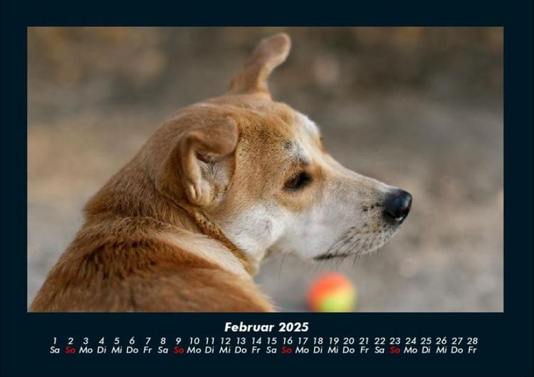 Produktbild: Hunde 2025 Fotokalender DIN A4