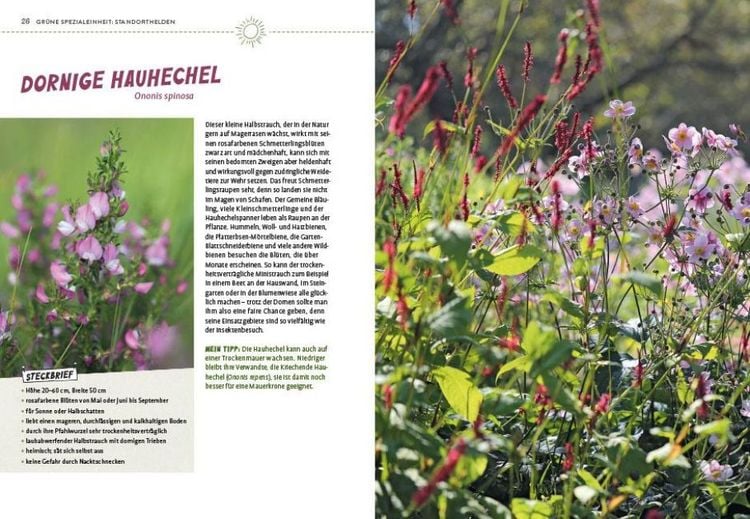 Produktbild: Superpflanzen