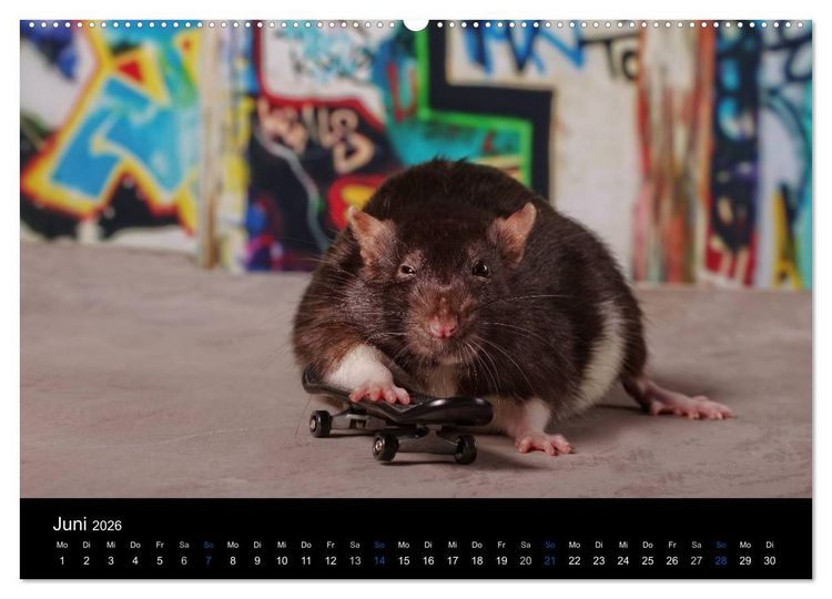 Produktbild: Ratten. Die gro&szlig;e Welt der kleinen Nager (hochwertiger Premium Wandkalender 2026 DIN A2 quer), Kunstdruck in Hochglanz