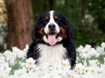 Produktbild: CALVENDO Puzzle Ein Motiv aus dem Kalender WAUZEBAER den Berner Sennenhund | 1000 Teile Lege-Gr&ouml;&szlig;e 64x48cm Foto-Puzzle f&uuml;r gl&uuml;ckliche Stunden