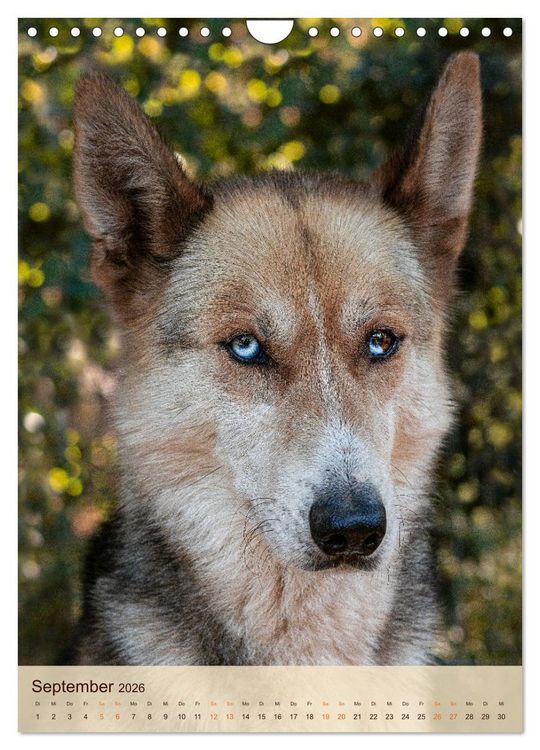 Produktbild: Im Husky-Rudel (Wandkalender 2026 DIN A4 hoch), CALVENDO Monatskalender