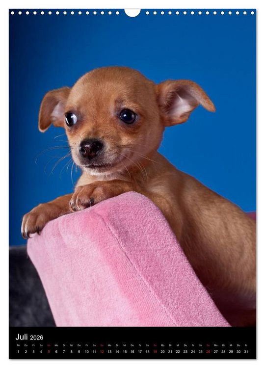 Produktbild: Chihuahua Welpen (Wandkalender 2026 DIN A3 hoch), CALVENDO Monatskalender