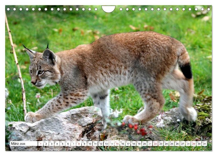 Produktbild: Der Luchs - Der J&auml;ger auf leisen Pfoten (Wandkalender 2026 DIN A4 quer), CALVENDO Monatskalender