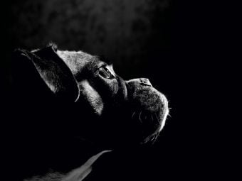 Produktbild: CALVENDO Puzzle Nelly - Deutscher Boxer, 5 Jahre 1000 Teile Puzzle quer | 1000 Teile Lege-Gr&ouml;&szlig;e 64 &times; 48 cm Foto-Puzzle f&uuml;r gl&uuml;ckliche Stunden