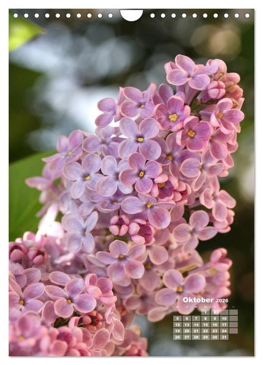 Produktbild: Fliederbl&uuml;te (Wandkalender 2026 DIN A4 hoch), CALVENDO Monatskalender