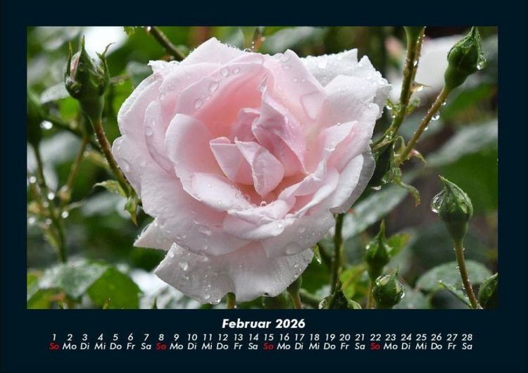 Produktbild: Blumenkalender 2026 Fotokalender DIN A4