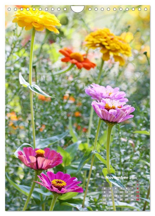 Produktbild: Zinnien im Garten (Wandkalender 2026 DIN A4 hoch), CALVENDO Monatskalender