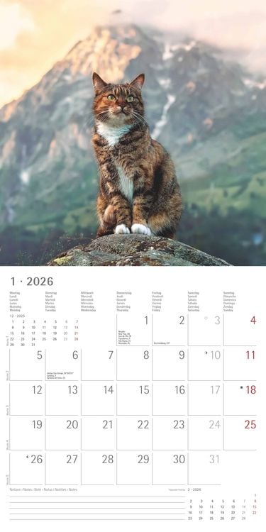Produktbild: Katzen 2026 - Broschürenkalender 30x30 cm (30x60 geöffnet) - Kalender mit Platz für Notizen - Cats - Bildkalender - Wandplaner - Katzenkalender