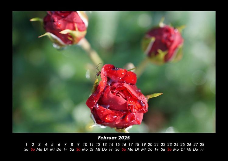 Produktbild: Rosen-Kalender 2025 Fotokalender DIN A3