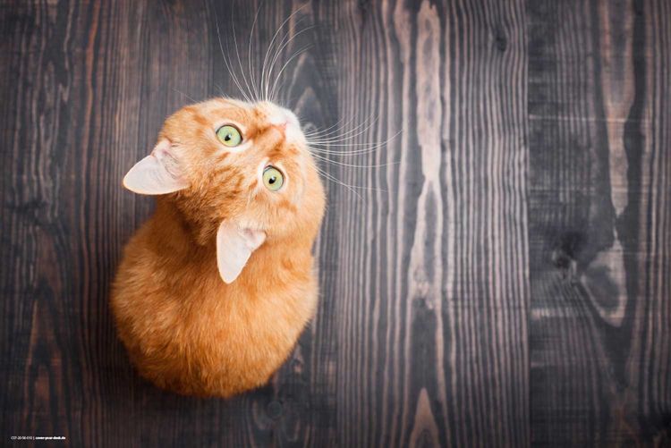Produktbild: Cover-your-desk Schreibtischunterlage f&uuml;r Kinder und Erwachsene Orange Katze, aus hochwertigem Vinyl , 60 x 40 cm