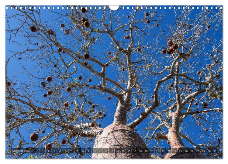 Produktbild: Zauberwald Ifaty &middot; Traumhafte Baobabs in Madagaskar (Wandkalender 2026 DIN A3 quer), CALVENDO Monatskalender