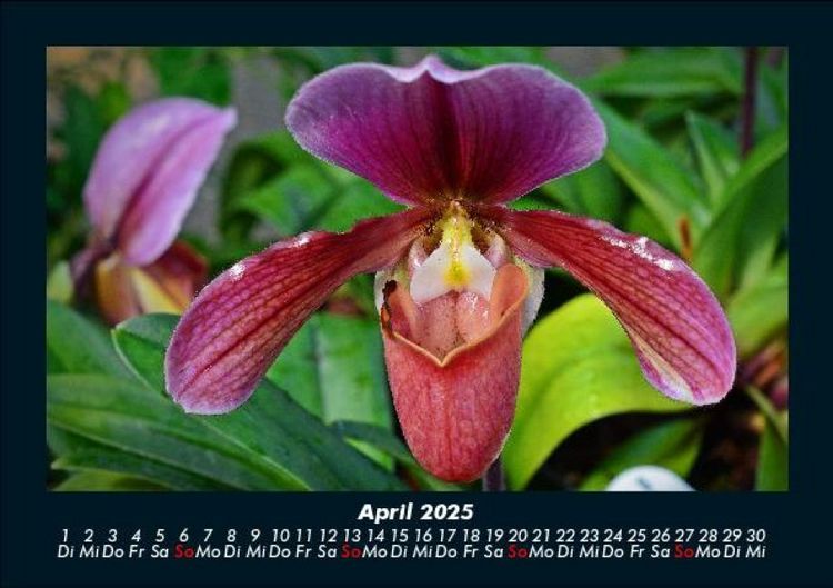 Produktbild: Blumenkalender 2025 Fotokalender DIN A5