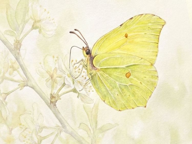 Produktbild: CALVENDO Puzzle Schmetterling | 1000 Teile Lege-Gr&ouml;&szlig;e 64x48cm Foto-Puzzle f&uuml;r gl&uuml;ckliche Stunden