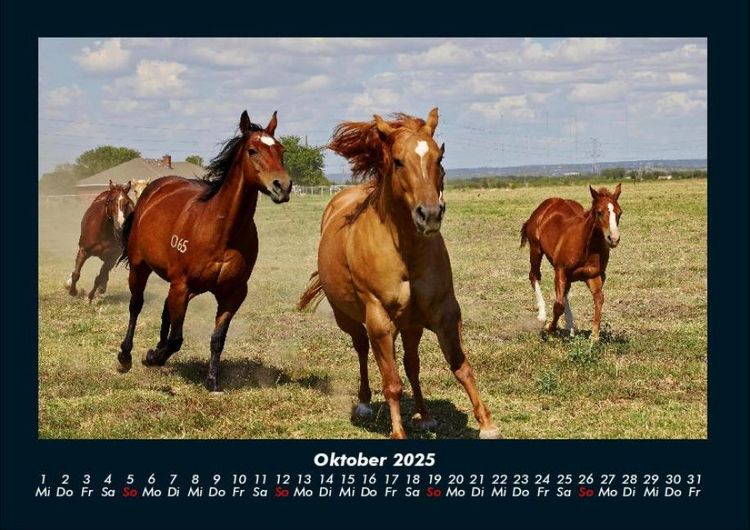 Produktbild: Die Welt der Pferde 2025 Fotokalender DIN A4