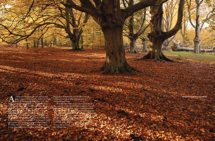 Produktbild: Woods