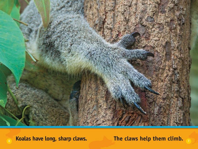 Produktbild: Climb, Koala!