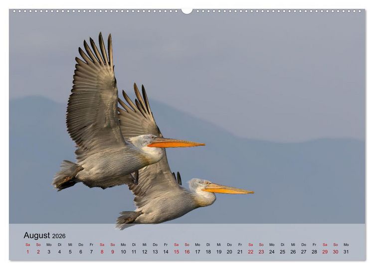 Produktbild: Krauskopfpelikane (hochwertiger Premium Wandkalender 2026 DIN A2 quer), Kunstdruck in Hochglanz