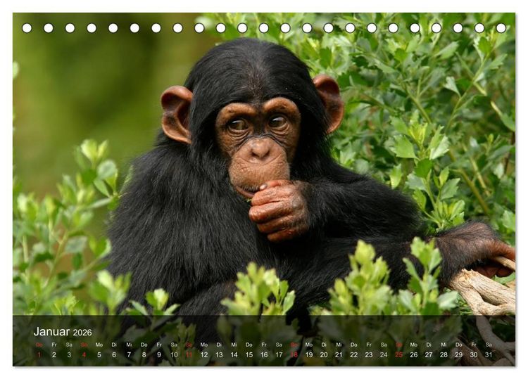 Produktbild: Menschenaffen. Gorillas, Schimpansen, Orang-Utans (Tischkalender 2026 DIN A5 quer), CALVENDO Monatskalender
