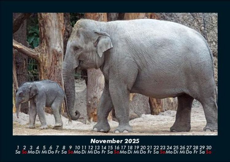 Produktbild: Elefanten - Die sanften Riesen Afrikas 2025 Fotokalender DIN A5
