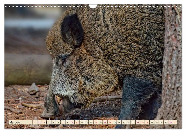 Produktbild: Unverwechselbar - Wildschwein (Wandkalender 2026 DIN A3 quer), CALVENDO Monatskalender