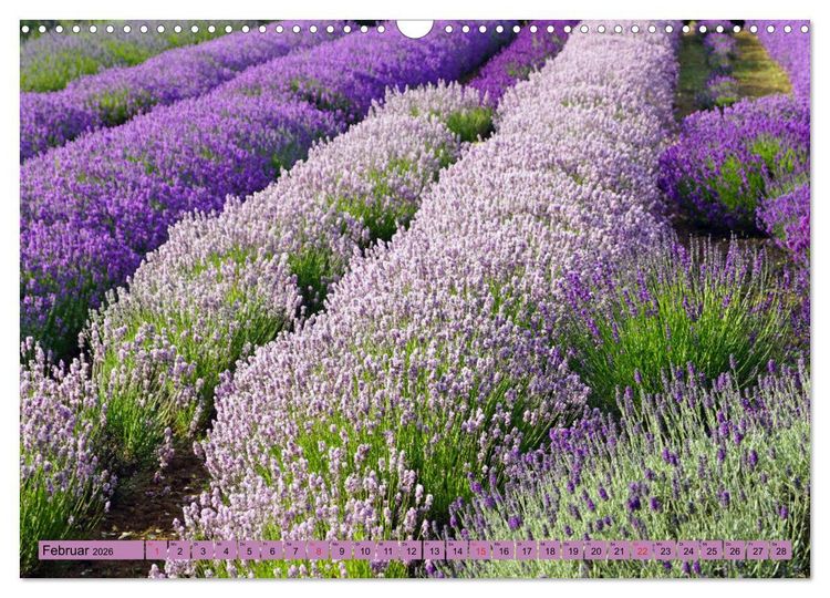 Produktbild: Farbzauber Lavendel (Wandkalender 2026 DIN A3 quer), CALVENDO Monatskalender