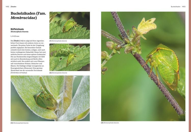 Produktbild: Das gro&szlig;e BLV Handbuch Insekten