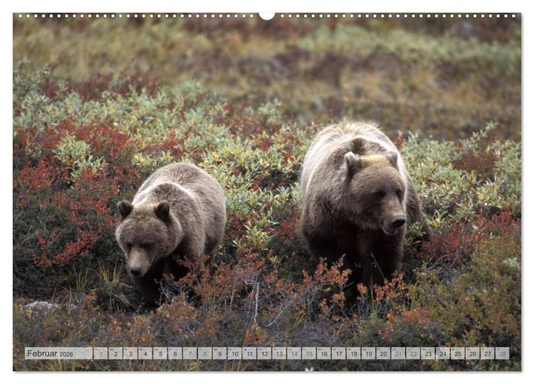 Produktbild: Wildes Alaska Christian Heeb (Wandkalender 2026 DIN A2 quer), CALVENDO Monatskalender