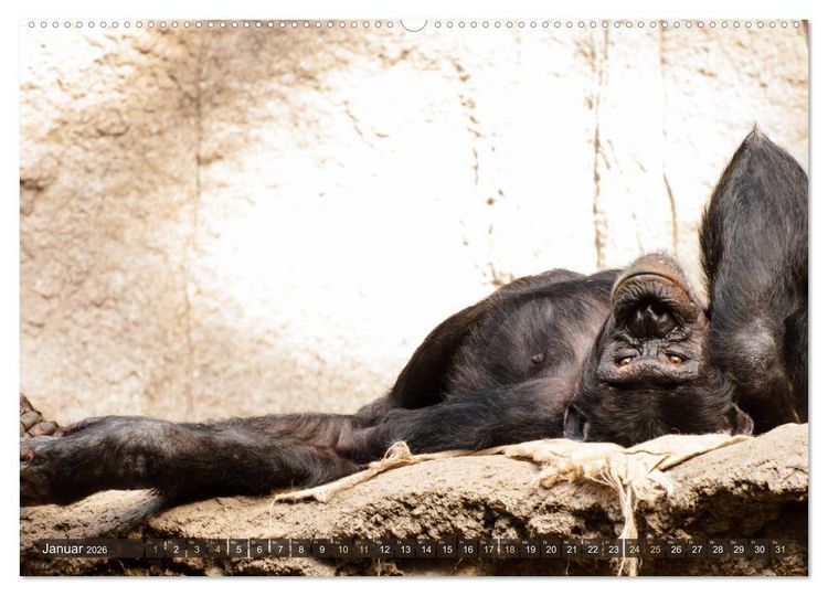 Produktbild: Wilde Tiere - Die sch&ouml;nsten Portraits (hochwertiger Premium Wandkalender 2026 DIN A2 quer), Kunstdruck in Hochglanz