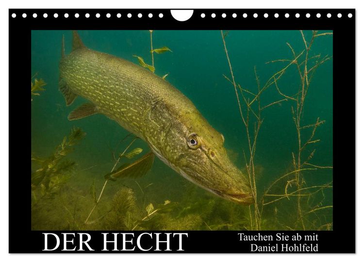 Produktbild: Der Hecht - Tauchen Sie ab mit Daniel Hohlfeld (Wandkalender 2026 DIN A4 quer), CALVENDO Monatskalender