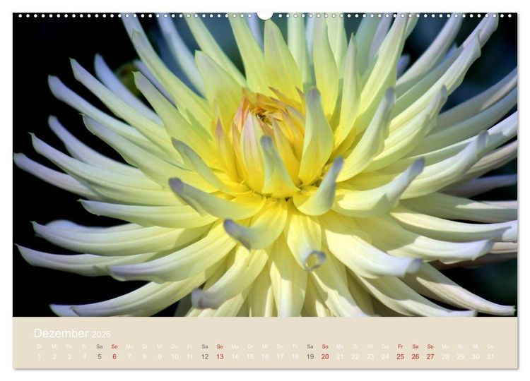 Produktbild: Dahlien (Wandkalender 2026 DIN A2 quer), CALVENDO Monatskalender