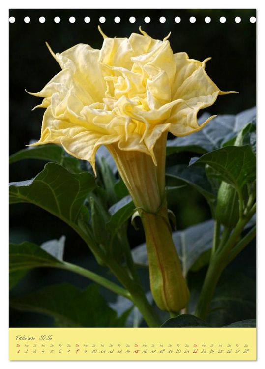 Produktbild: Brugmansia & Datura - Exotische Sch&ouml;nheiten (Tischkalender 2026 DIN A5 hoch), CALVENDO Monatskalender