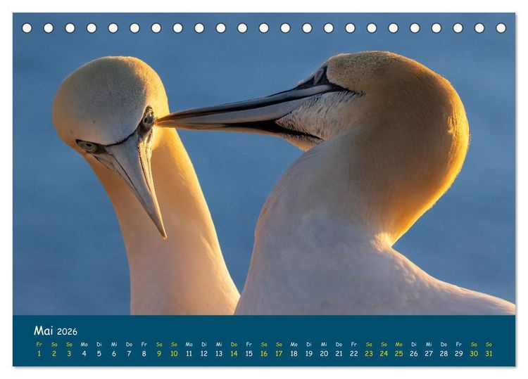 Produktbild: Helgol&auml;nder Basst&ouml;lpel 2026 (Tischkalender 2026 DIN A5 quer), CALVENDO Monatskalender