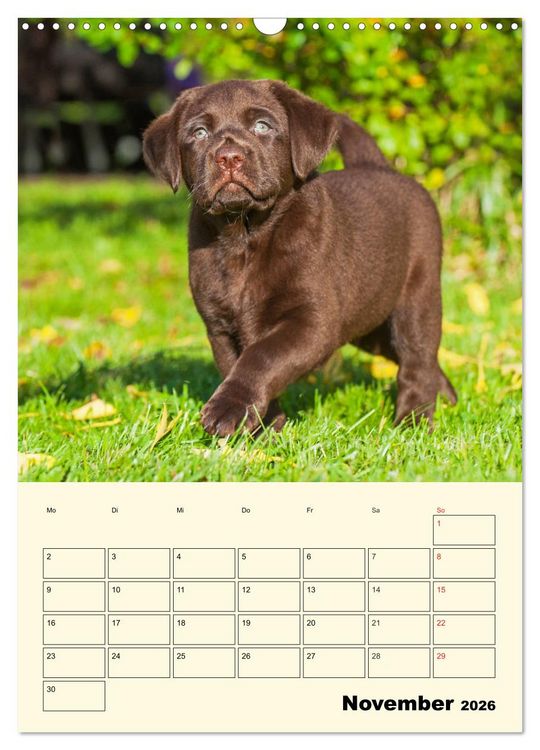 Produktbild: Familienplaner - Labrador Welpen entdecken die Welt (Wandkalender 2026 DIN A3 hoch), CALVENDO Monatskalender