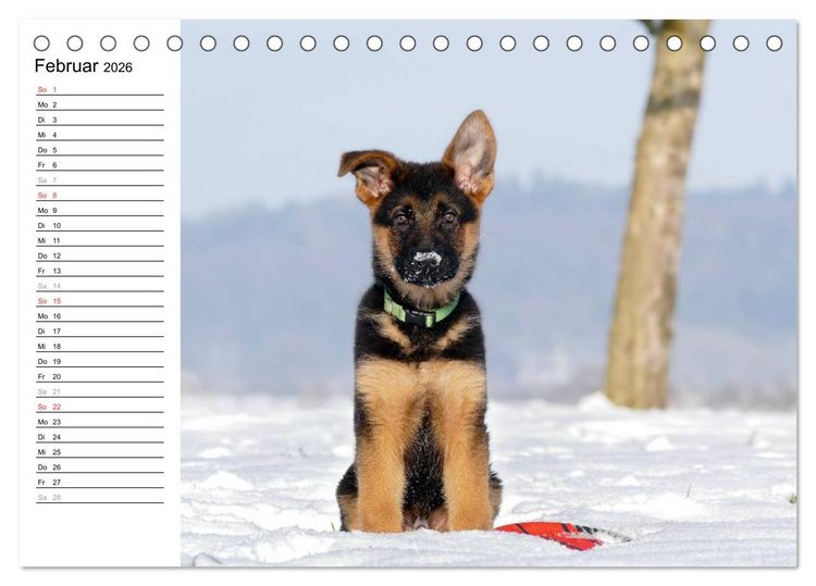 Produktbild: Deutscher Sch&auml;ferhund - Welpen (Tischkalender 2026 DIN A5 quer), CALVENDO Monatskalender