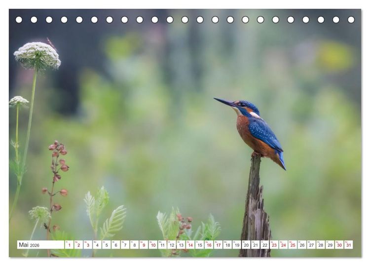 Produktbild: Der blaue Diamant - Fotos vom Eisvogel (Tischkalender 2026 DIN A5 quer), CALVENDO Monatskalender