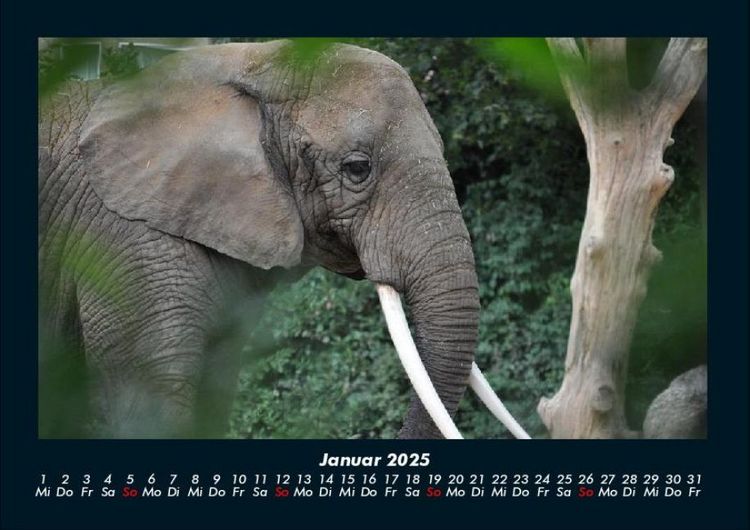 Produktbild: Der Elefantenkalender 2025 Fotokalender DIN A4