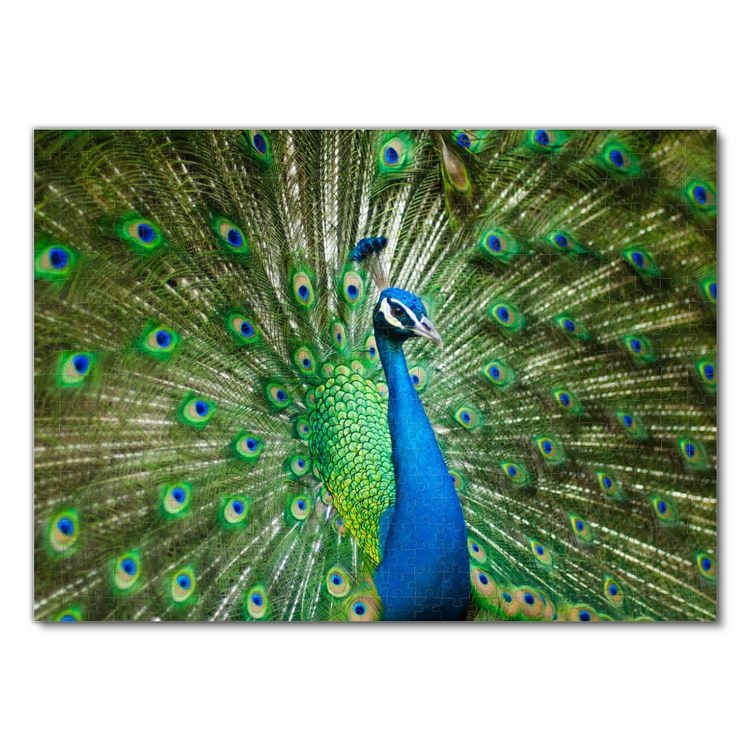 Produktbild: Lais Puzzle Pfau 500 Teile