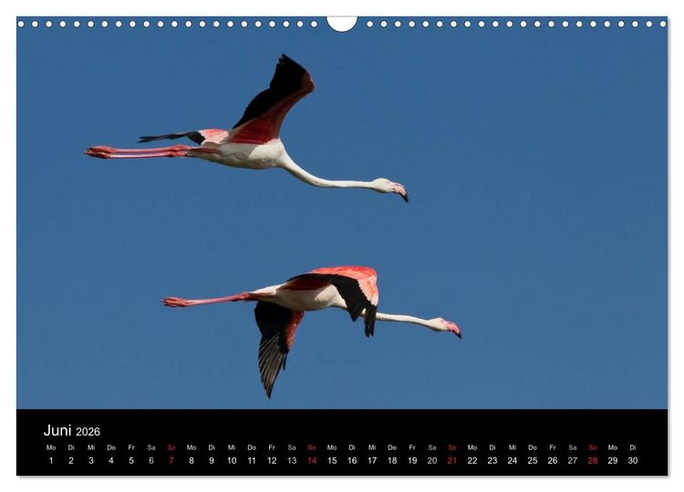 Produktbild: Flamingos der Camargue 2026 (Wandkalender 2026 DIN A3 quer), CALVENDO Monatskalender