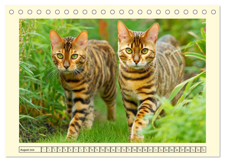Produktbild: Bengalkatzen. Der elegante Mini-Leopard im Garten (Tischkalender 2026 DIN A5 quer), CALVENDO Monatskalender