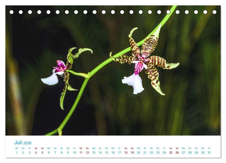Produktbild: Die K&ouml;nigin der Blumenwelt, die Orchidee (Tischkalender 2026 DIN A5 quer), CALVENDO Monatskalender