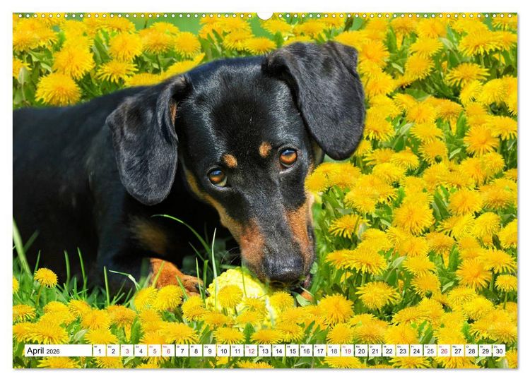 Produktbild: Dackeltr&auml;umereien - Kleine Helden auf 4 Pfoten (hochwertiger Premium Wandkalender 2026 DIN A2 quer), Kunstdruck in Hochglanz