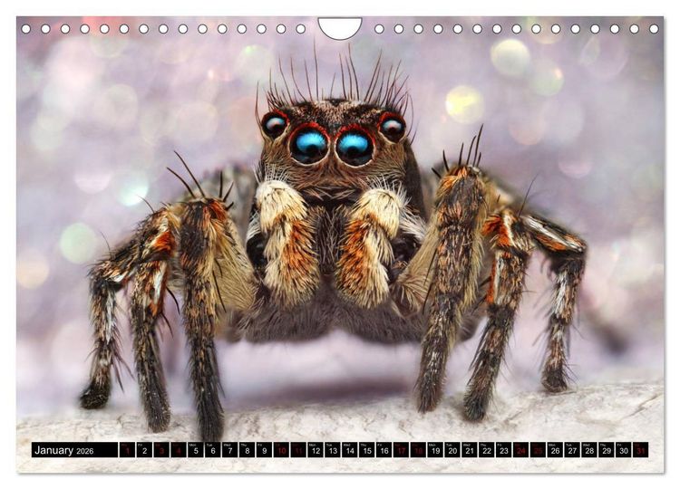 Produktbild: Jumping Spiders (Wall Calendar 2026 DIN A4 landscape), CALVENDO 12 Month Wall Calendar