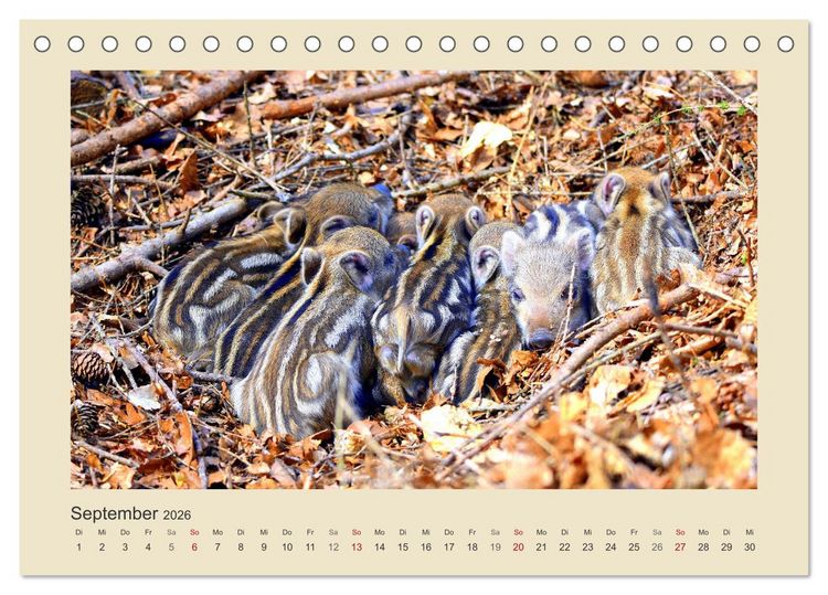 Produktbild: Tiere im Wald. Bezaubernde Begegnungen (Tischkalender 2026 DIN A5 quer), CALVENDO Monatskalender