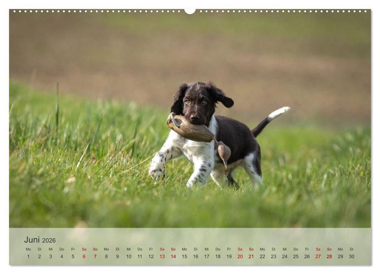 Produktbild: Treue Jagdgef&auml;hrten Der kleine M&uuml;nsterl&auml;nder (hochwertiger Premium Wandkalender 2026 DIN A2 quer), Kunstdruck in Hochglanz