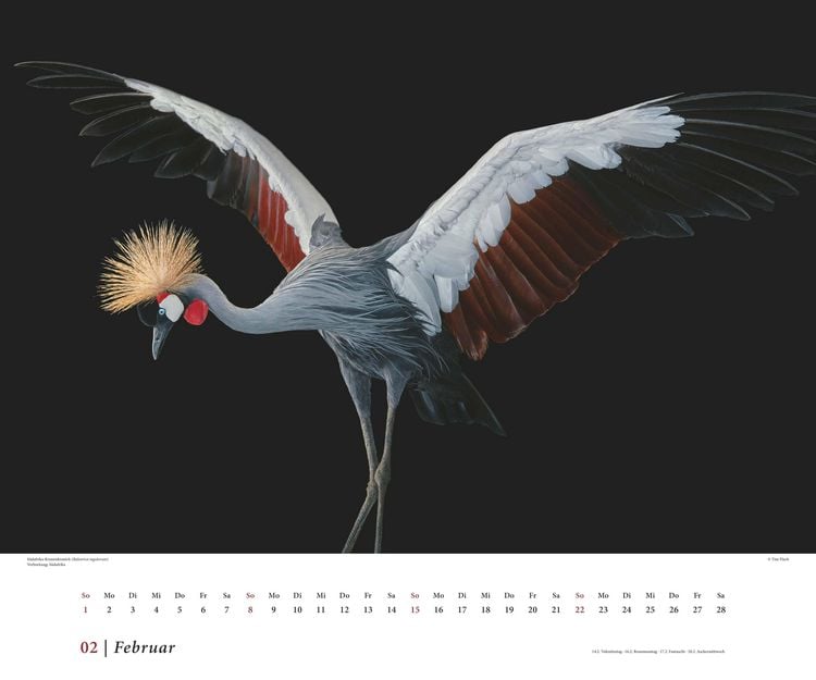 Produktbild: Tim Flach: Vögel 2026 – Posterkalender von DUMONT– Vogel-Porträts von Tim Flach – Poster-Format 50 x 70 cm