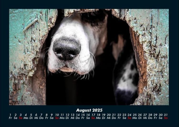 Produktbild: Der Hundekalender 2025 Fotokalender DIN A4