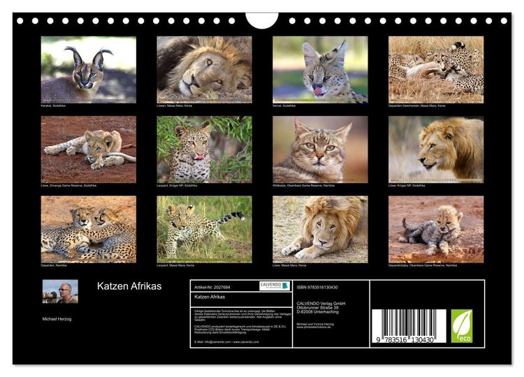 Produktbild: Katzen Afrikas (Wandkalender 2026 DIN A4 quer), CALVENDO Monatskalender