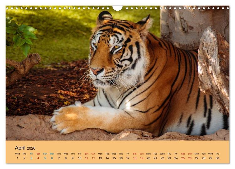 Produktbild: Just Bengal Tigers (Wall Calendar 2026 DIN A3 landscape), CALVENDO 12 Month Wall Calendar