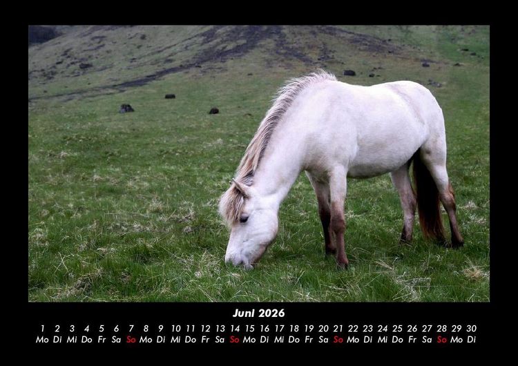 Produktbild: Pferdetraum 2026 Fotokalender DIN A3