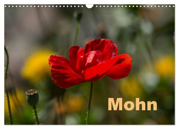 Produktbild: Mohn (Wandkalender 2026 DIN A3 quer), CALVENDO Monatskalender